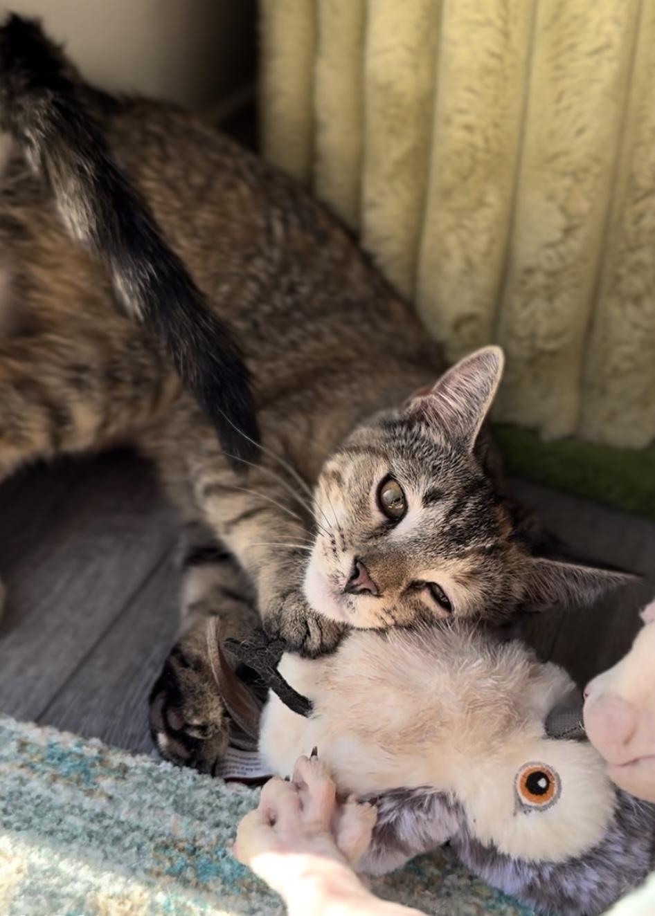 Coconut, a Adoptable Domestic Short Hair in Garden Grove, CA image 6/6