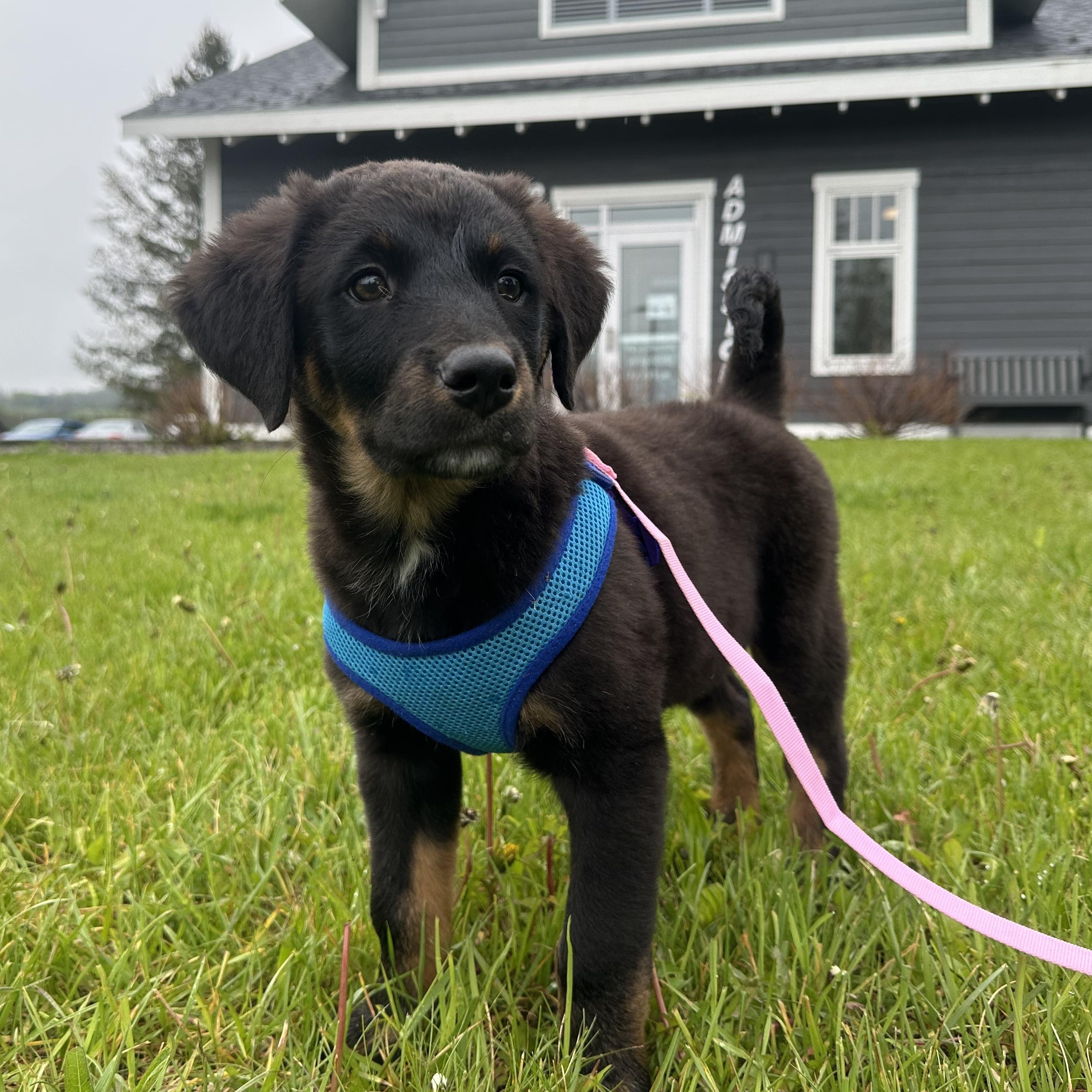 Harley Quinn, adopted, Puppy Female Mixed Breed.