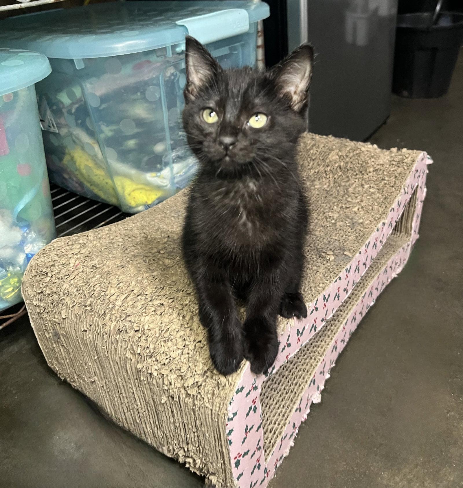Paris, Adopted, Kitten Female Domestic Medium Hair.