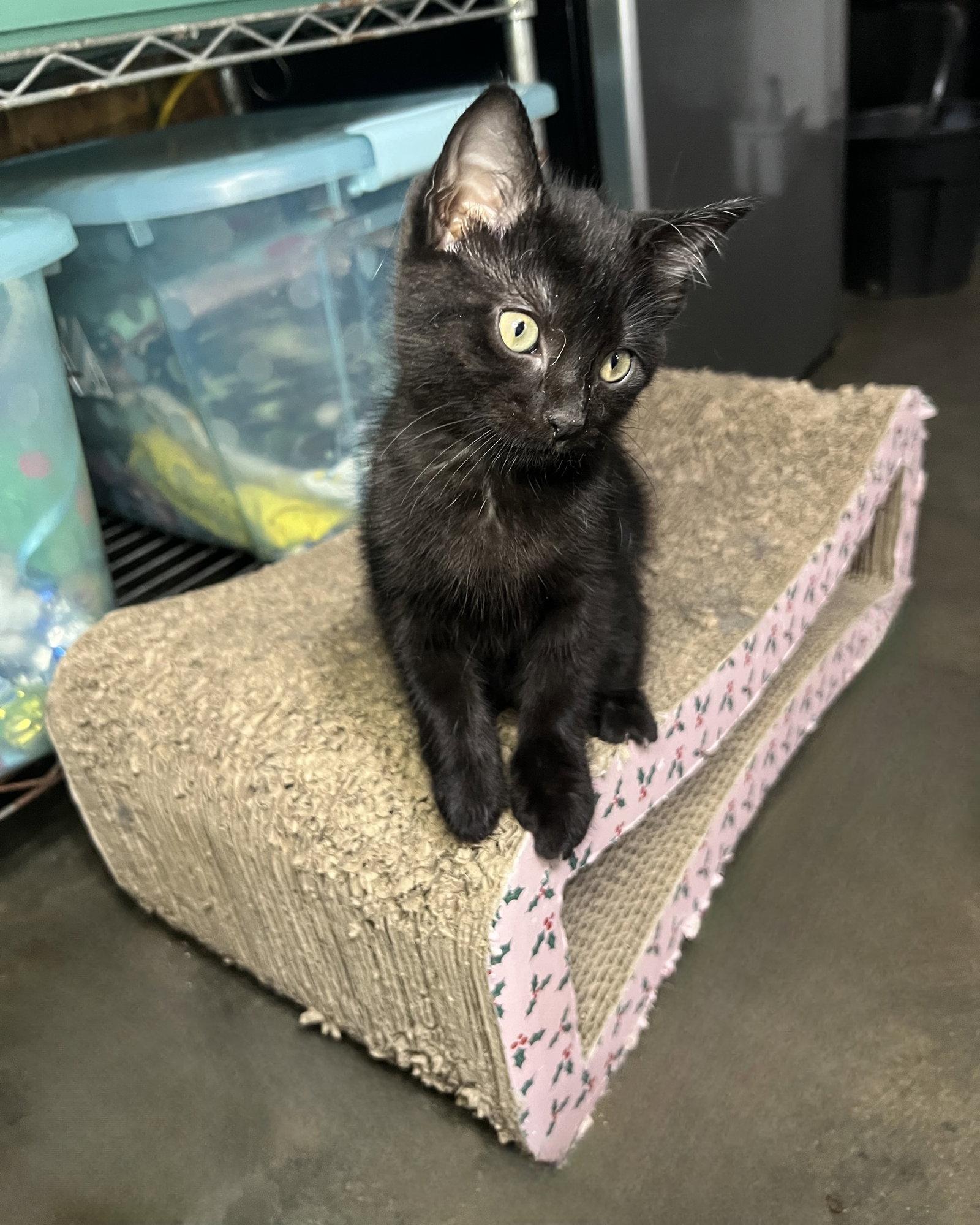 Paris, a Adopted Domestic Medium Hair in Hammond, LA image 2/3