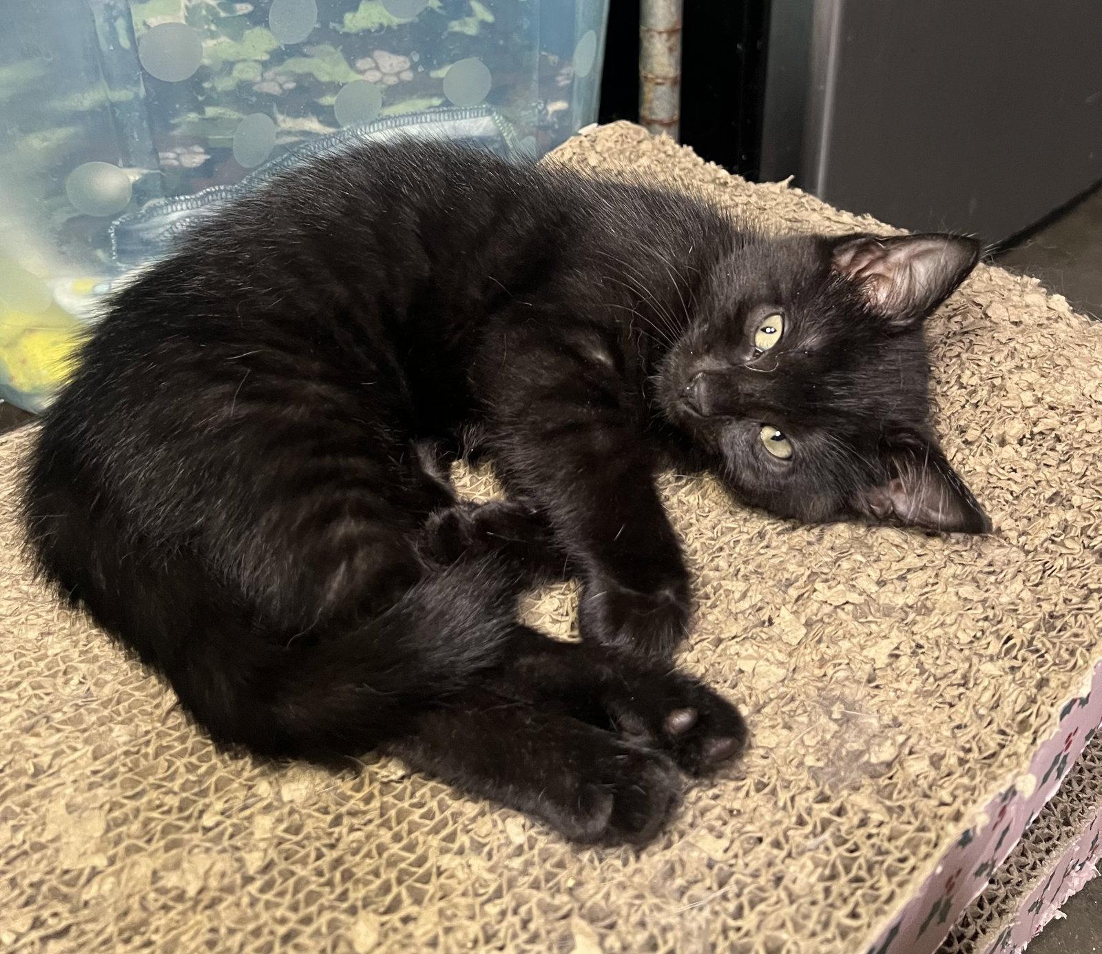 Paris, a Adopted Domestic Medium Hair in Hammond, LA image 3/3