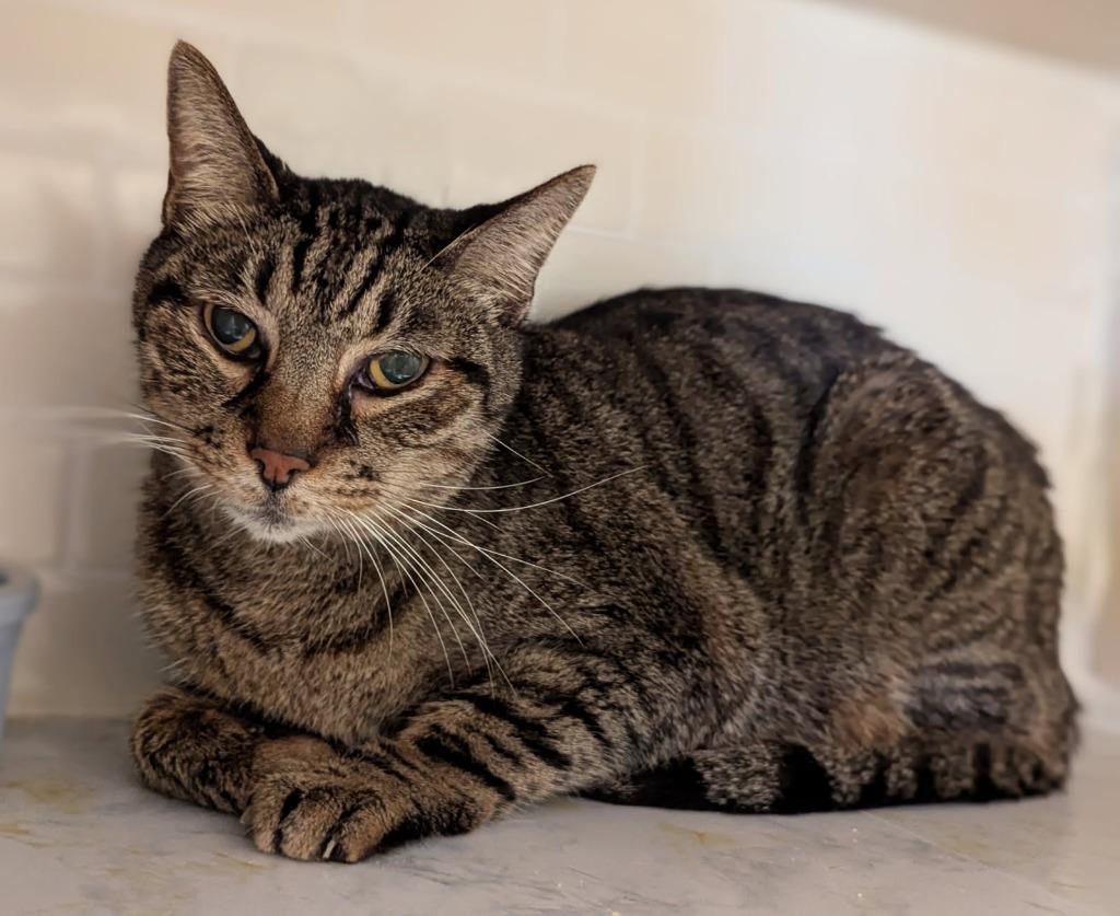 Bob, Adopted, Senior Male Domestic Short Hair.