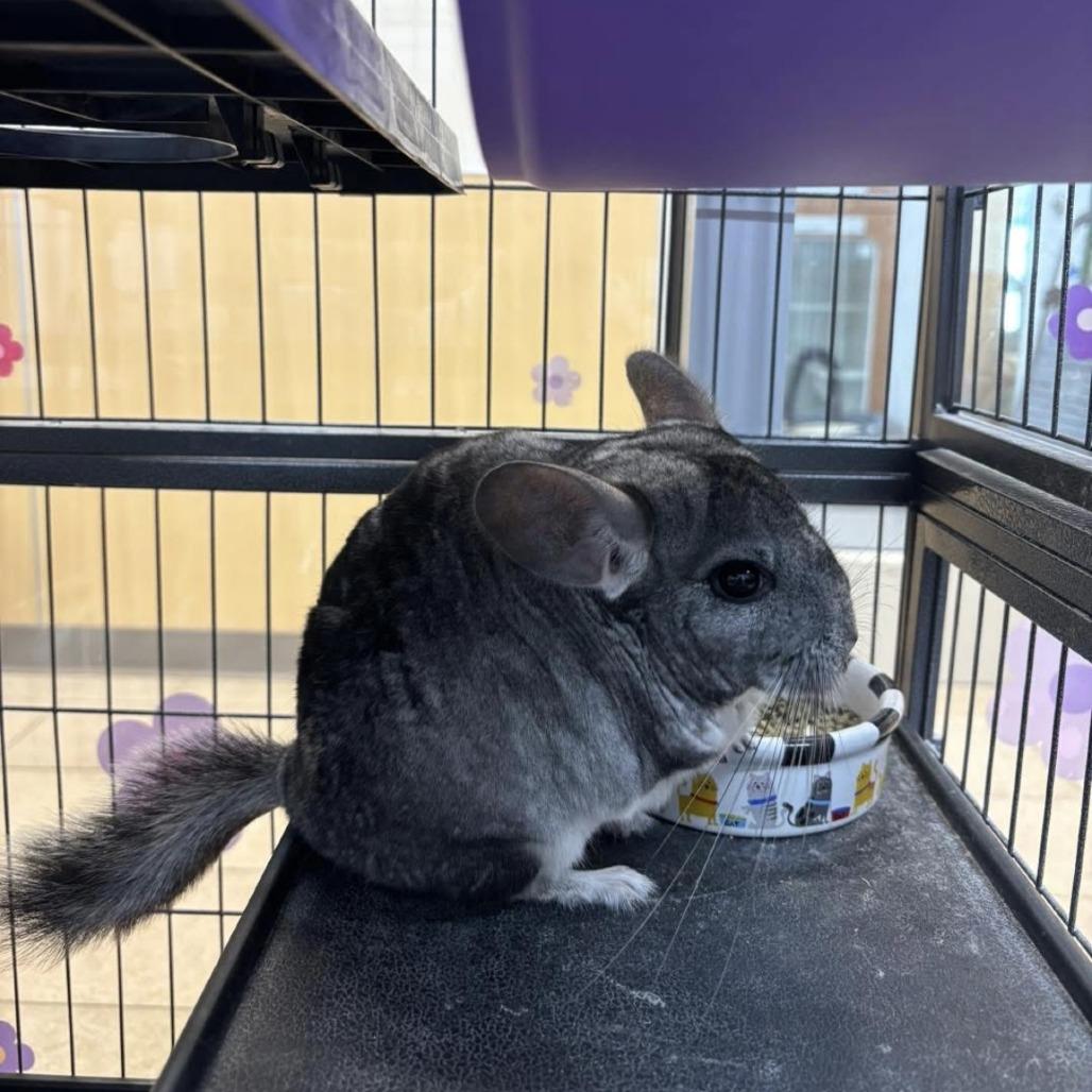 Enlarge Chilla, a Adoptable Chinchilla in Branford, CT image 1/1