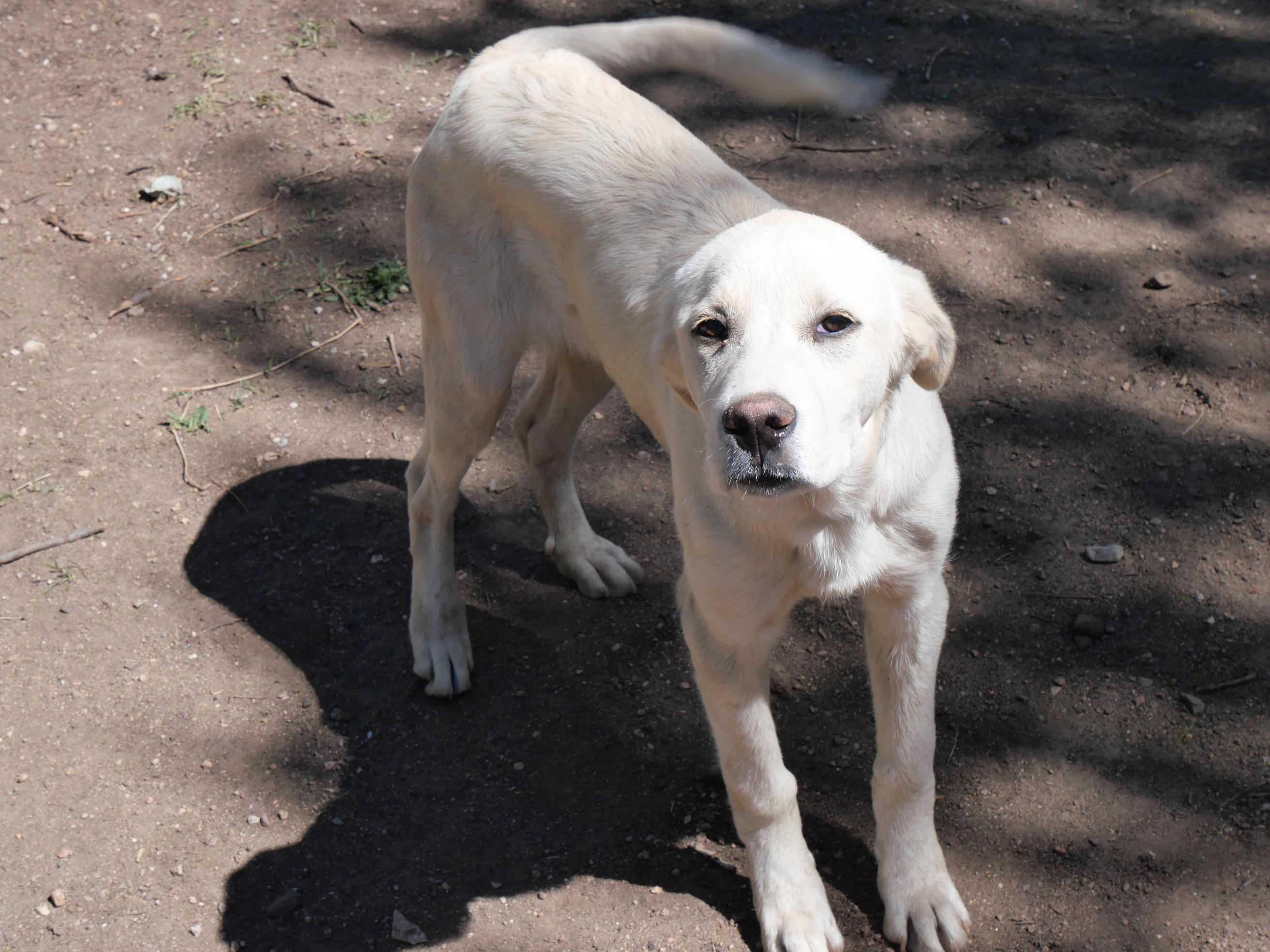 George, a Adoptable mixed breed in Boulder, CO image 4/6