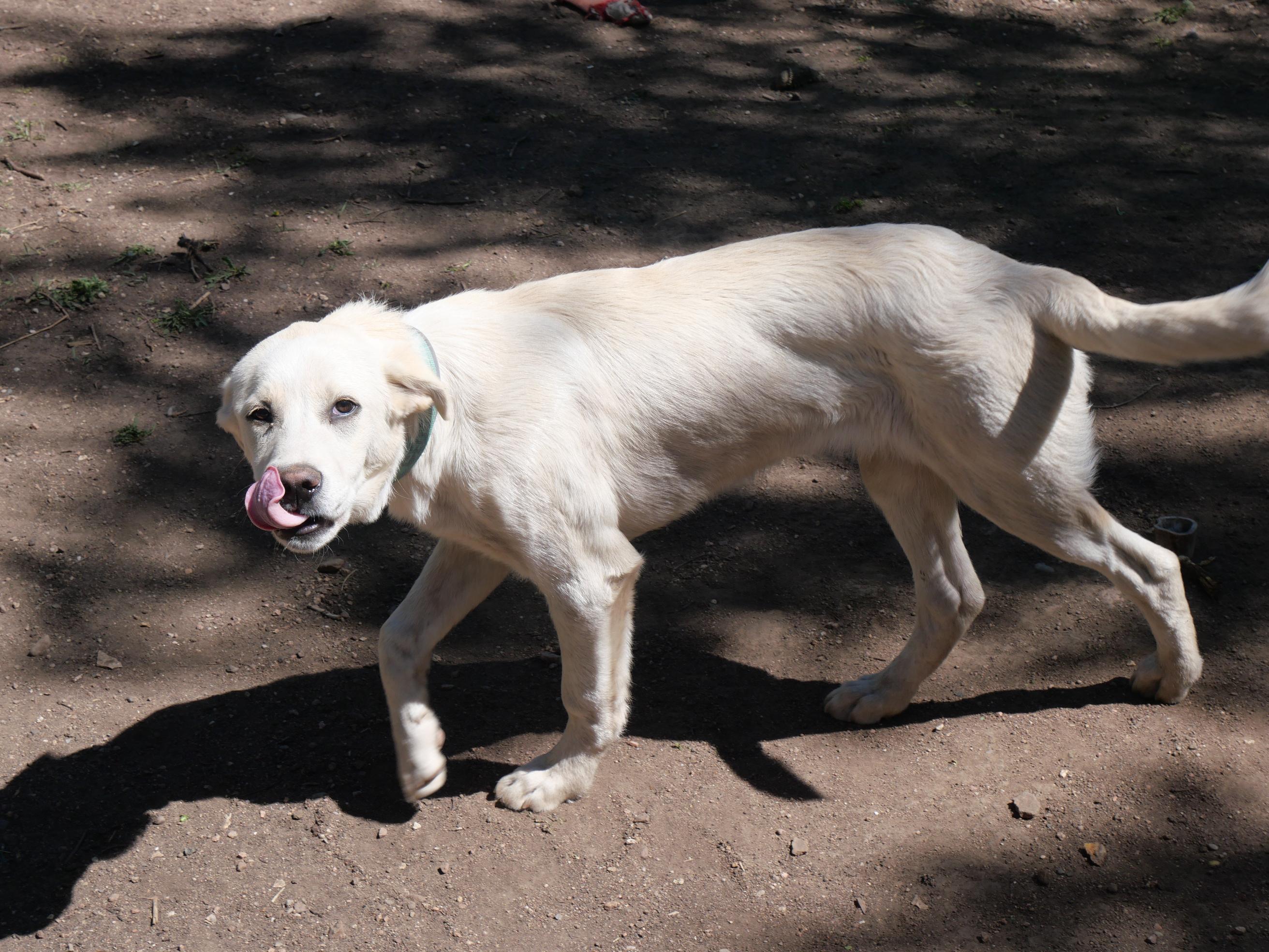 George, a Adoptable mixed breed in Boulder, CO image 5/6