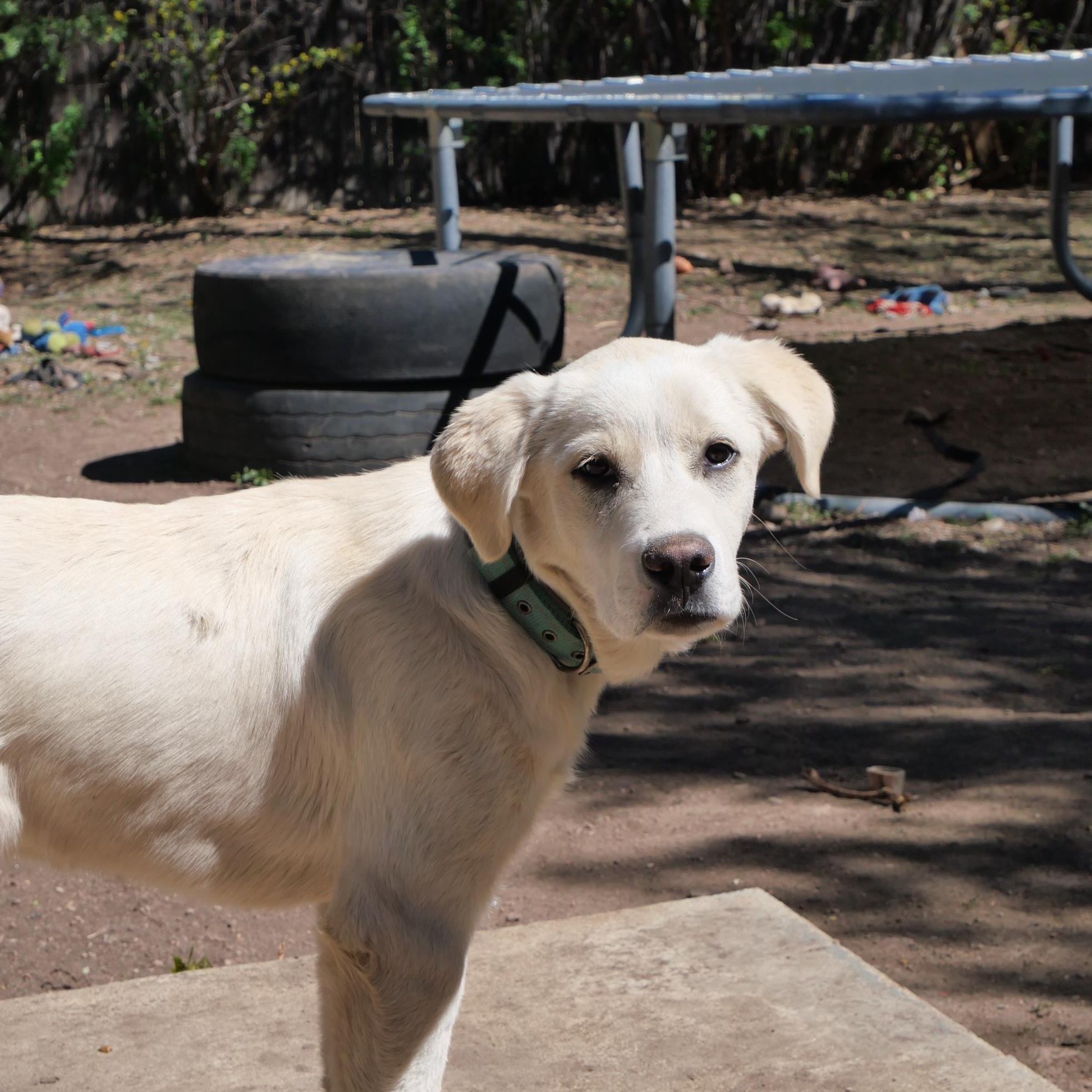 George, a Adoptable mixed breed in Boulder, CO image 3/6