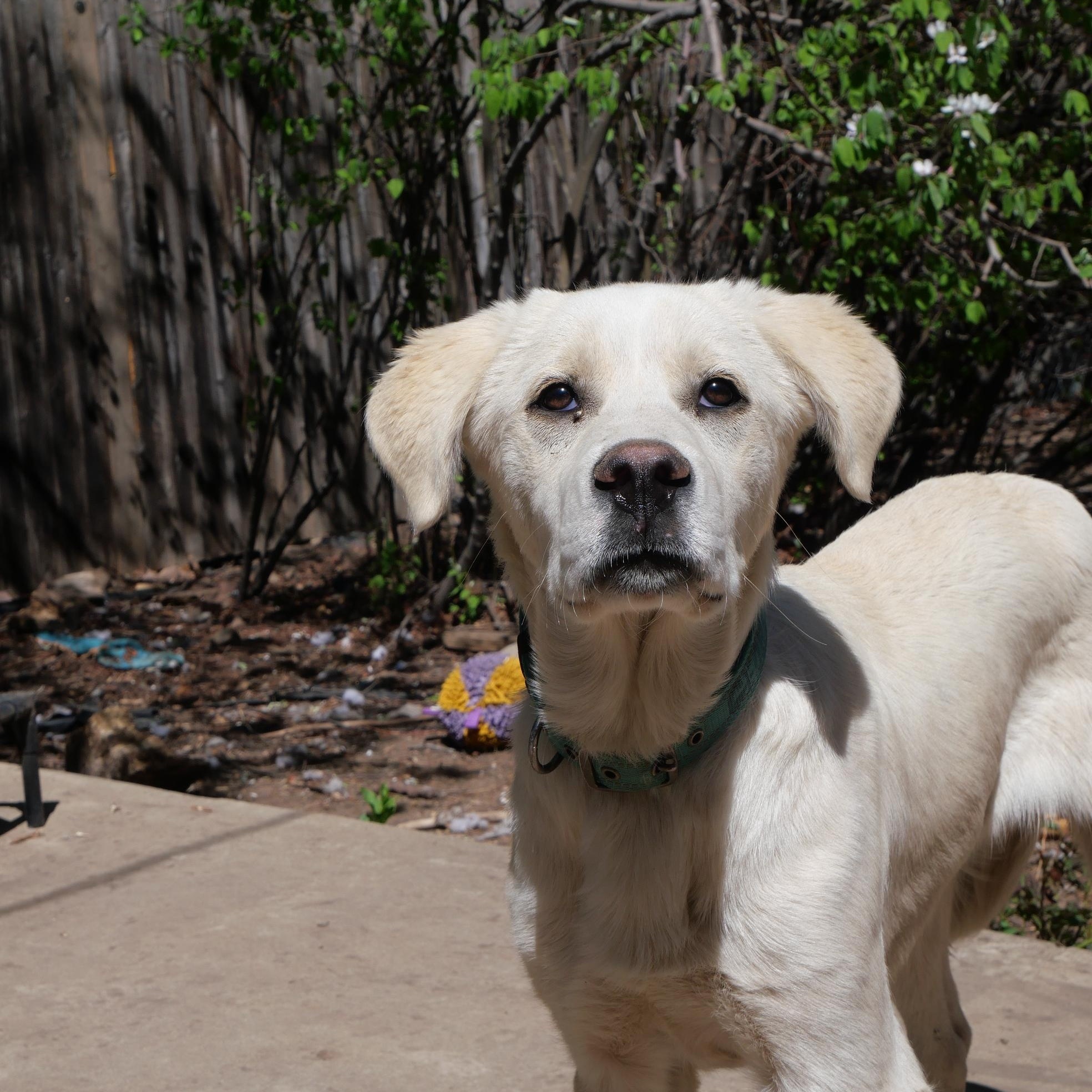 George, a Adoptable mixed breed in Boulder, CO image 2/6
