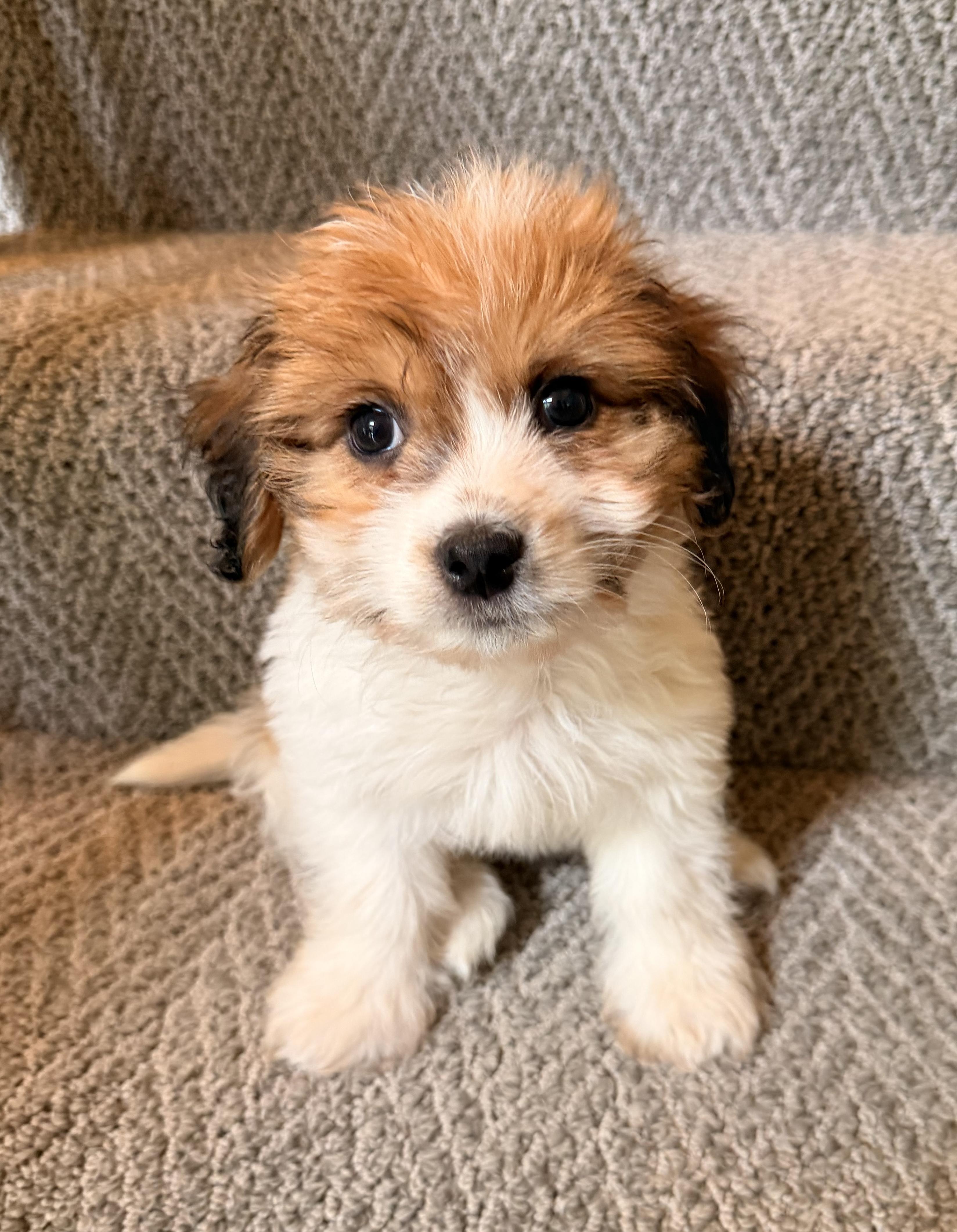 Winnie, adopted, Puppy Female Shih Tzu & Bichon Frise.