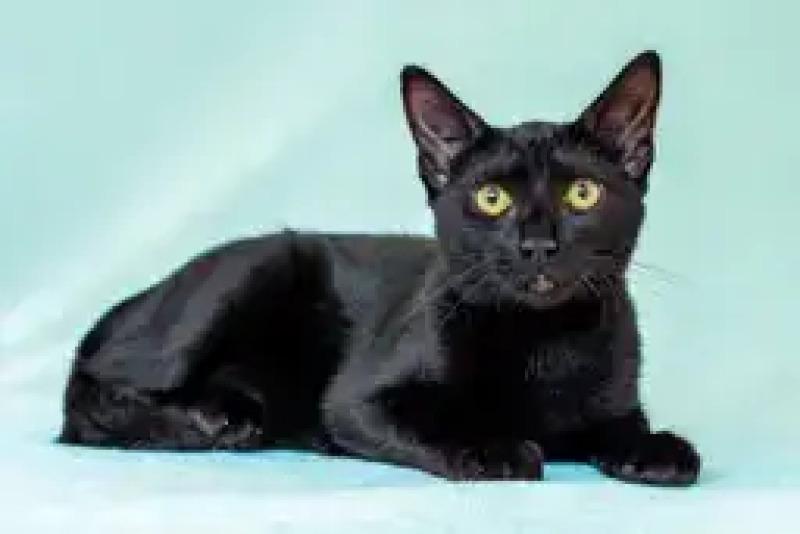Enlarge Veronica, a Adoptable Domestic Short Hair in North Babylon, NY image 2/5