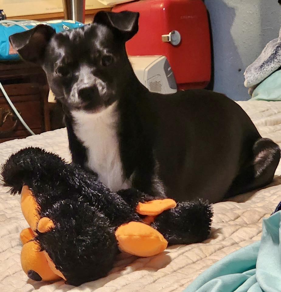 Enlarge Taco, a Adoptable mixed breed in Cape Coral, FL image 1/1