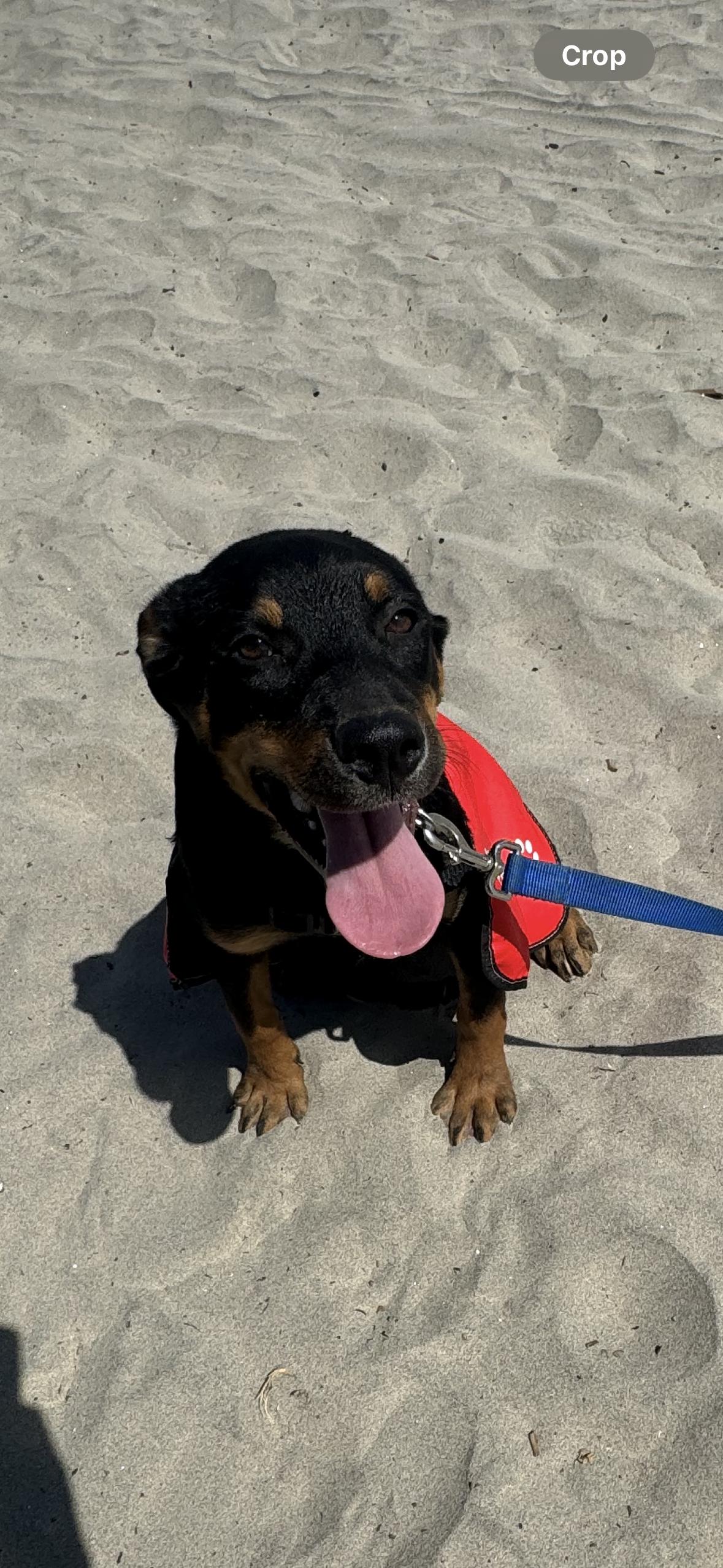 Enlarge Daisy, a Adoptable Rottweiler in Ramona, CA image 1/1
