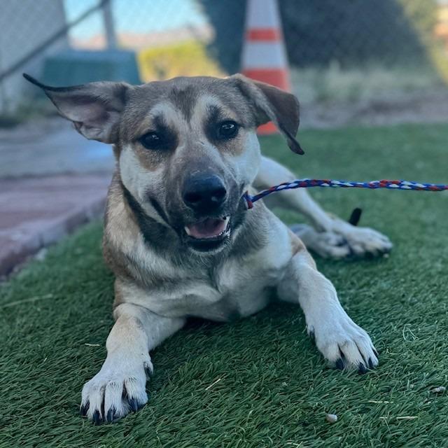 Enlarge Catherine, a Adoptable mixed breed in Bullhead City, AZ image 1/6