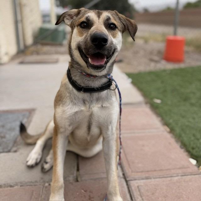 Enlarge Catherine, a Adoptable mixed breed in Bullhead City, AZ image 2/6