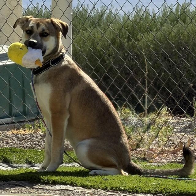 Enlarge Catherine, a Adoptable mixed breed in Bullhead City, AZ image 3/6