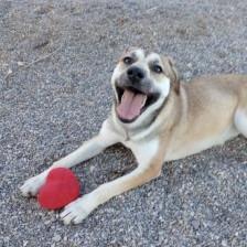 Enlarge Catherine, a Adoptable mixed breed in Bullhead City, AZ image 4/6