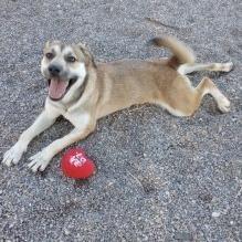 Enlarge Catherine, a Adoptable mixed breed in Bullhead City, AZ image 5/6