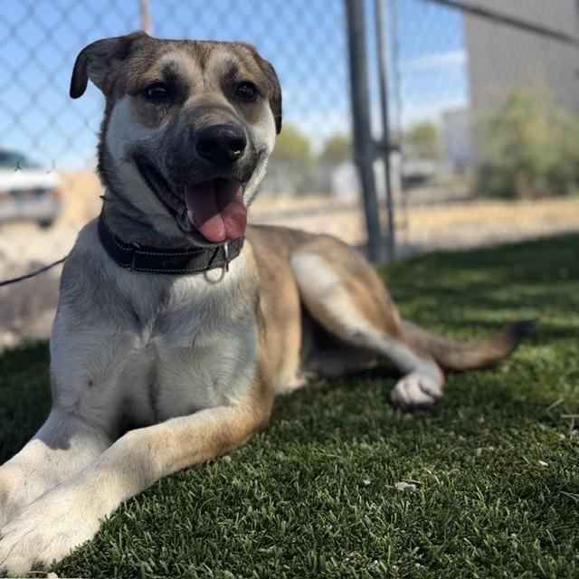 Enlarge Catherine, a Adoptable mixed breed in Bullhead City, AZ image 6/6