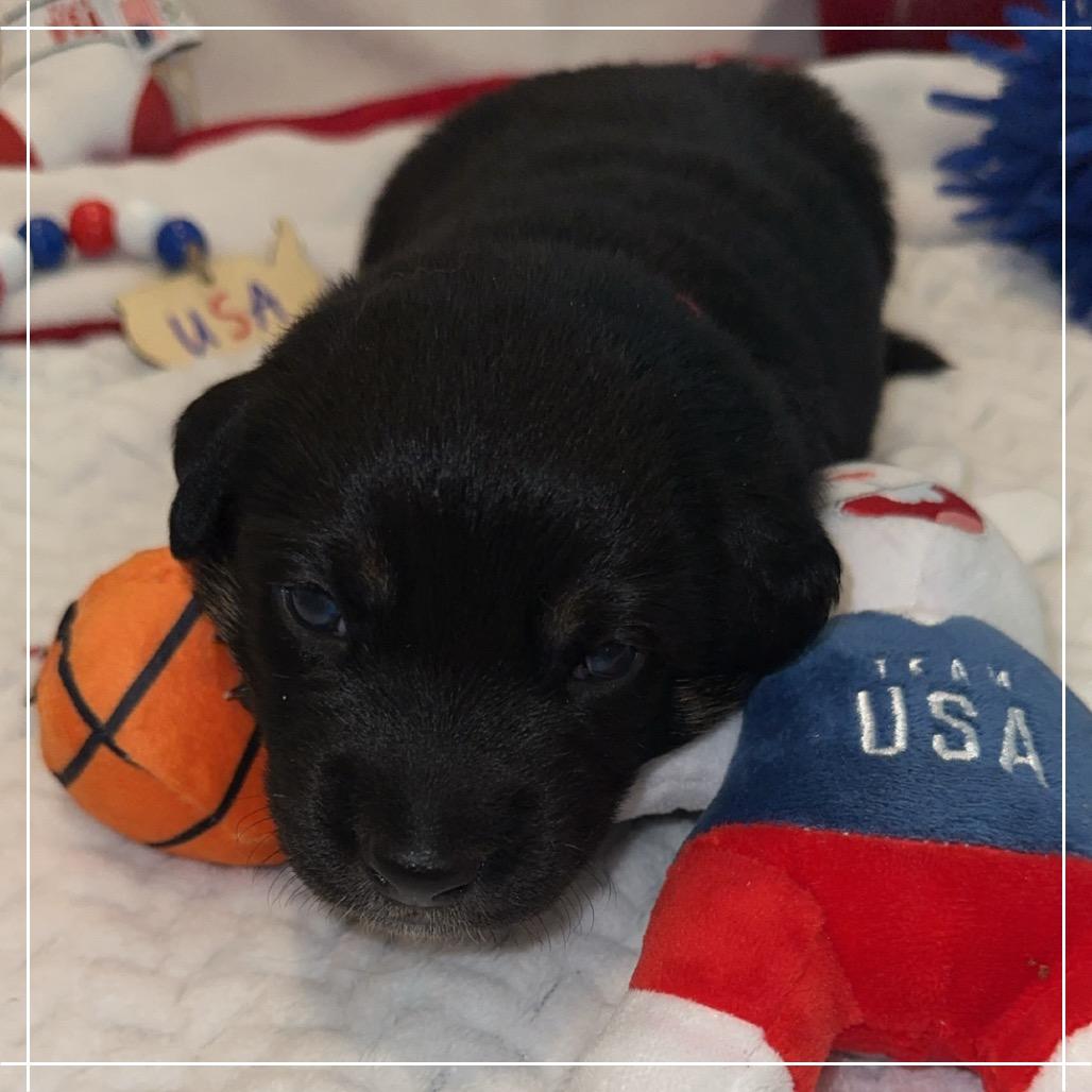 Tage, a Adoptable mixed breed in Chandler, AZ image 1/5