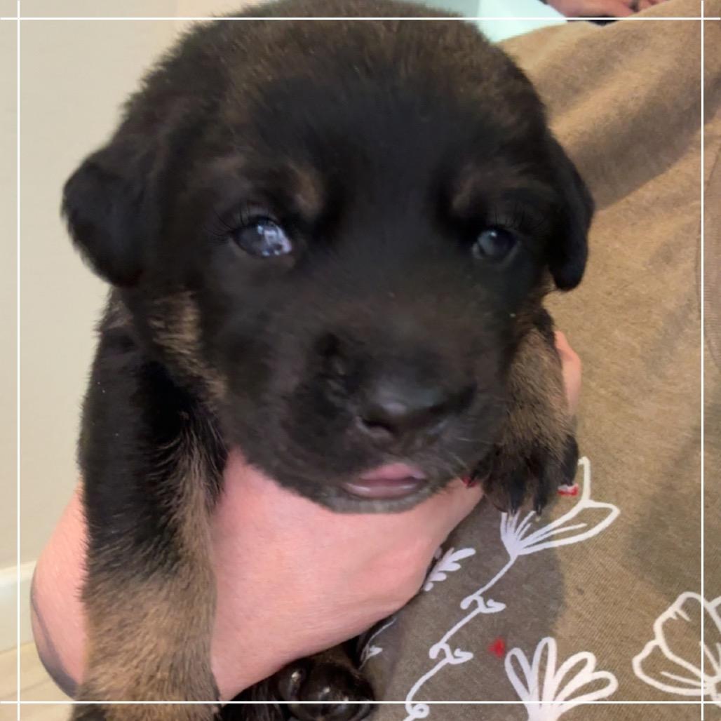 Tage, a Adoptable mixed breed in Chandler, AZ image 3/5