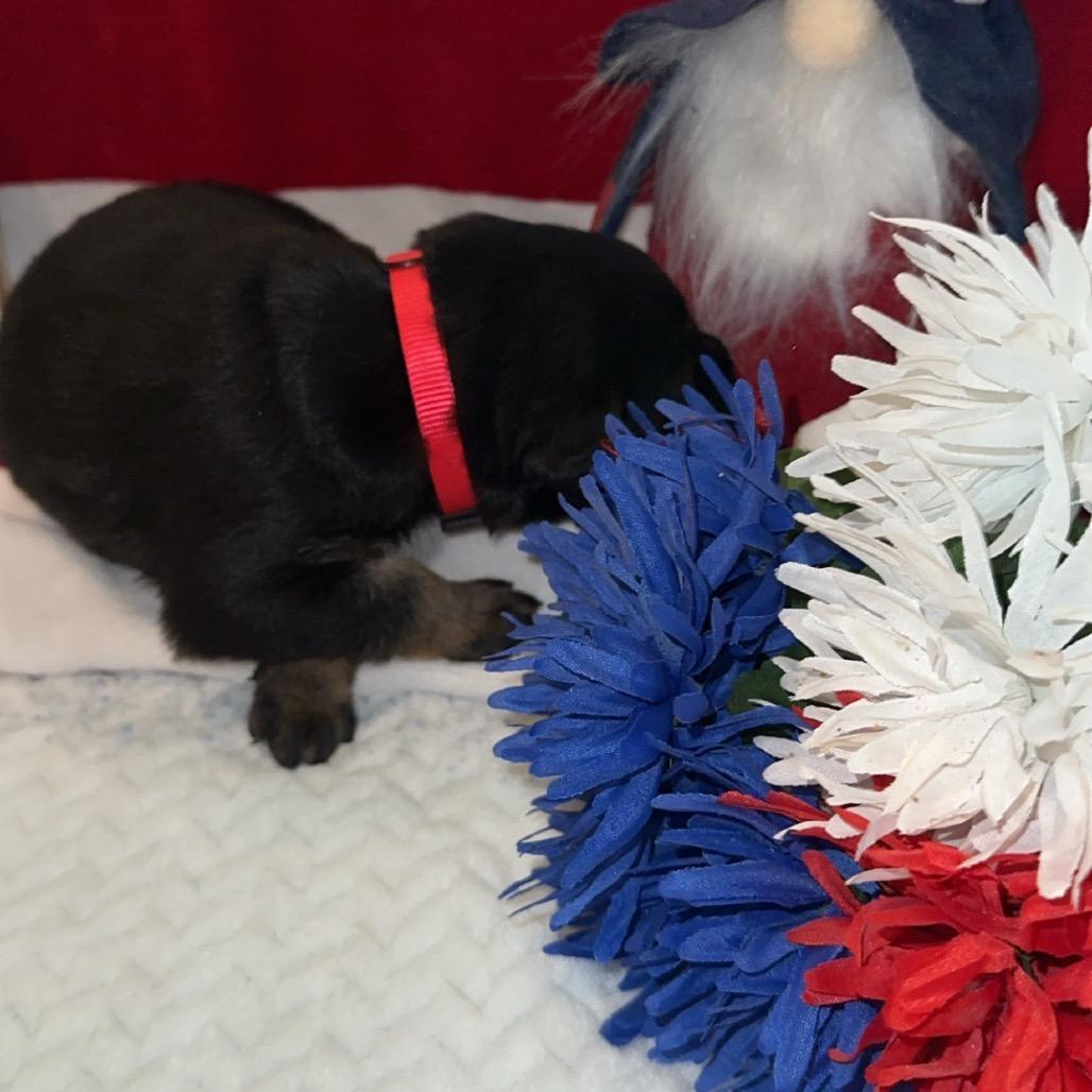 Tage, a Adoptable mixed breed in Chandler, AZ image 4/5