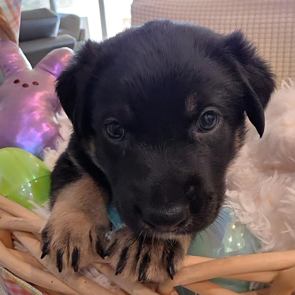 Tage, a Adoptable mixed breed in Chandler, AZ image 5/5