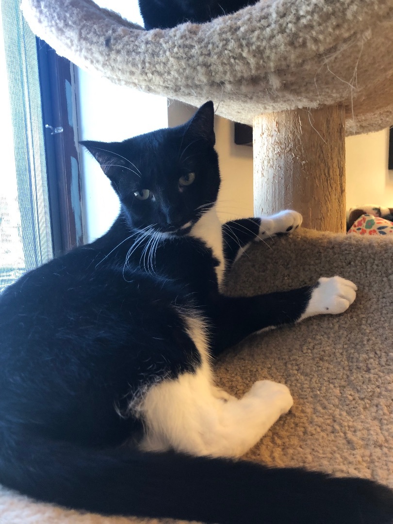 Vuitton , a Adoptable Tuxedo in Freeport, NY image 1/6