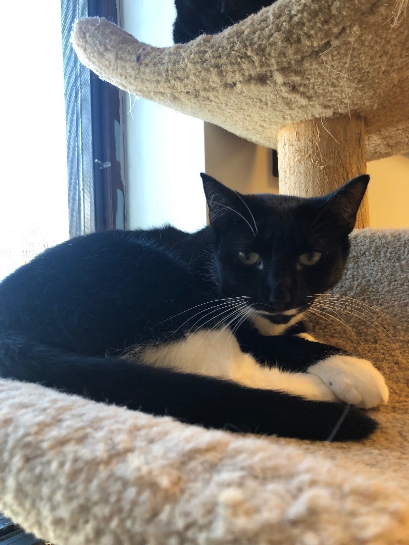 Vuitton , a Adoptable Tuxedo in Freeport, NY image 2/6