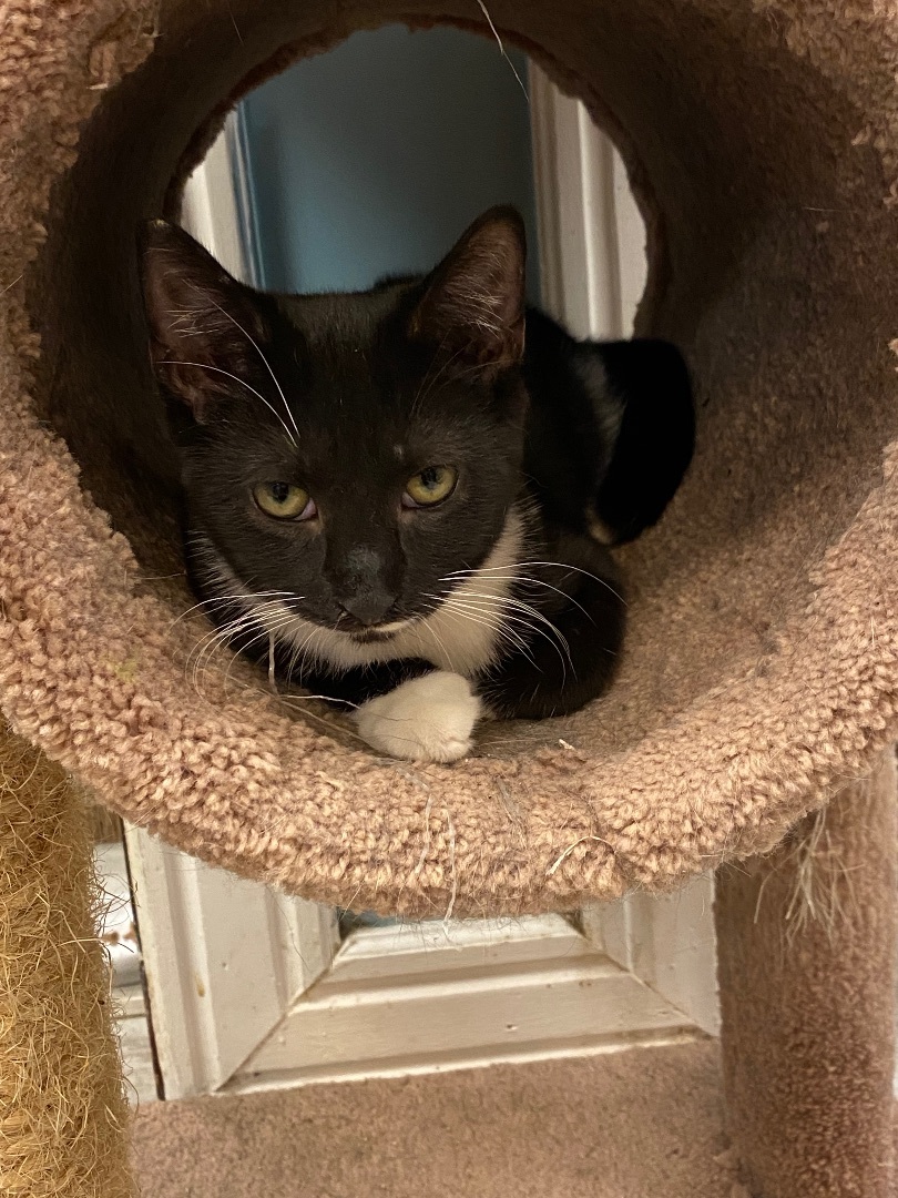 Vuitton , a Adoptable Tuxedo in Freeport, NY image 3/6