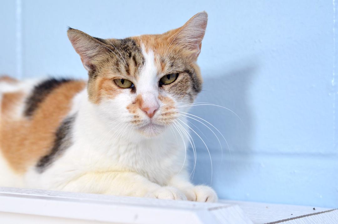 Lucy, an adopted mixed breed in Sanford, FL image 1/3