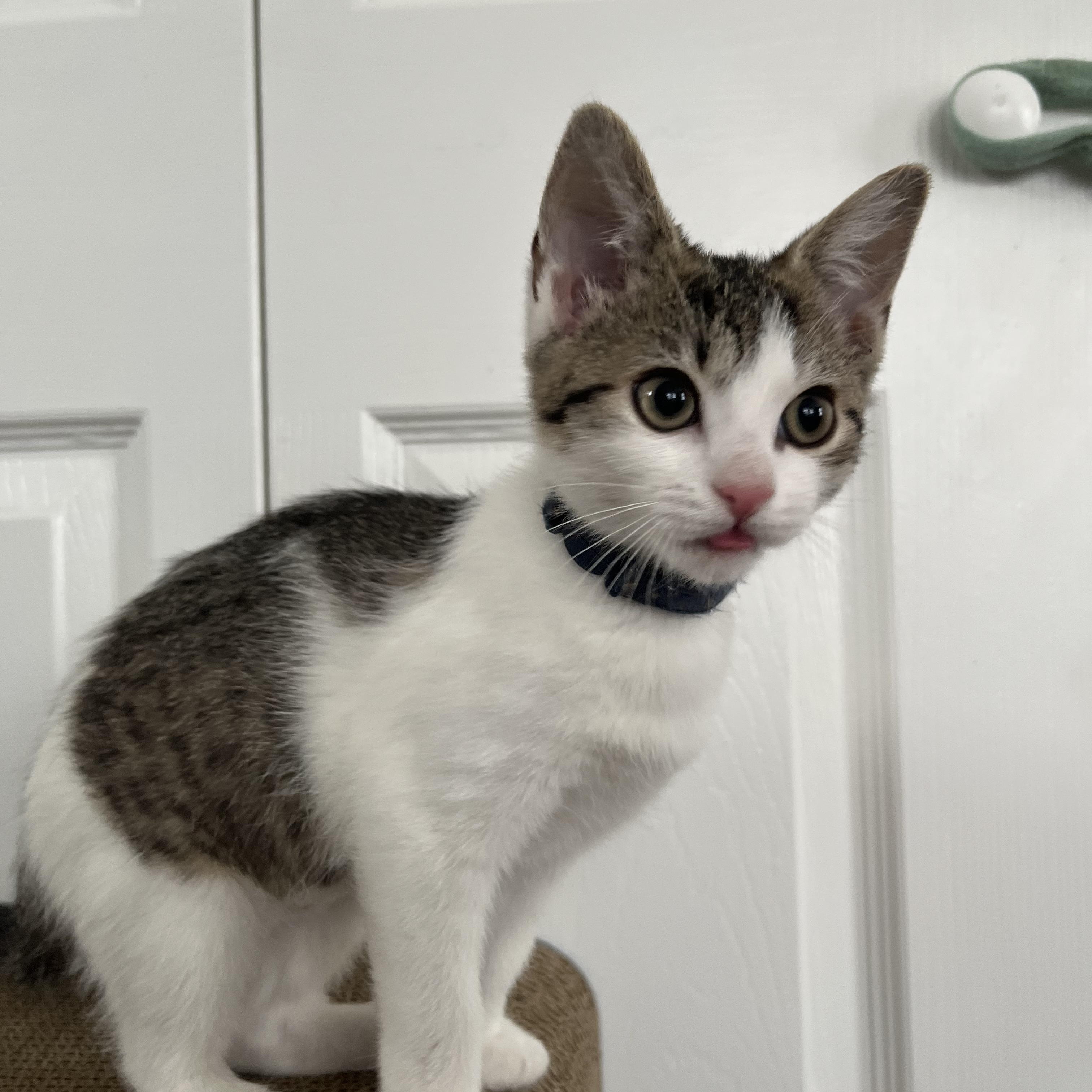 PENNY, adopted, Kitten Female Domestic Short Hair.