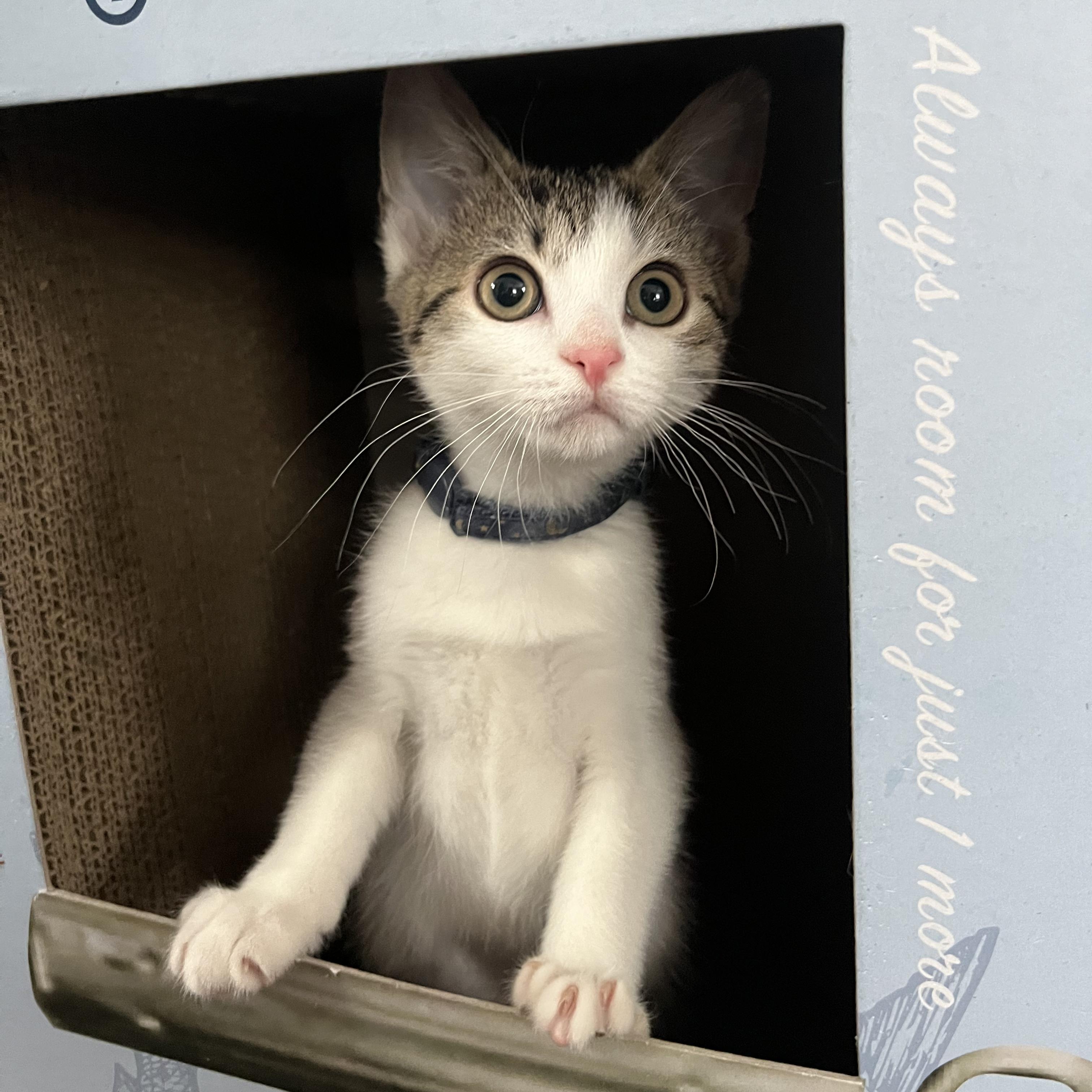 PENNY, an adopted Domestic Short Hair in East Greenwich, RI image 3/4