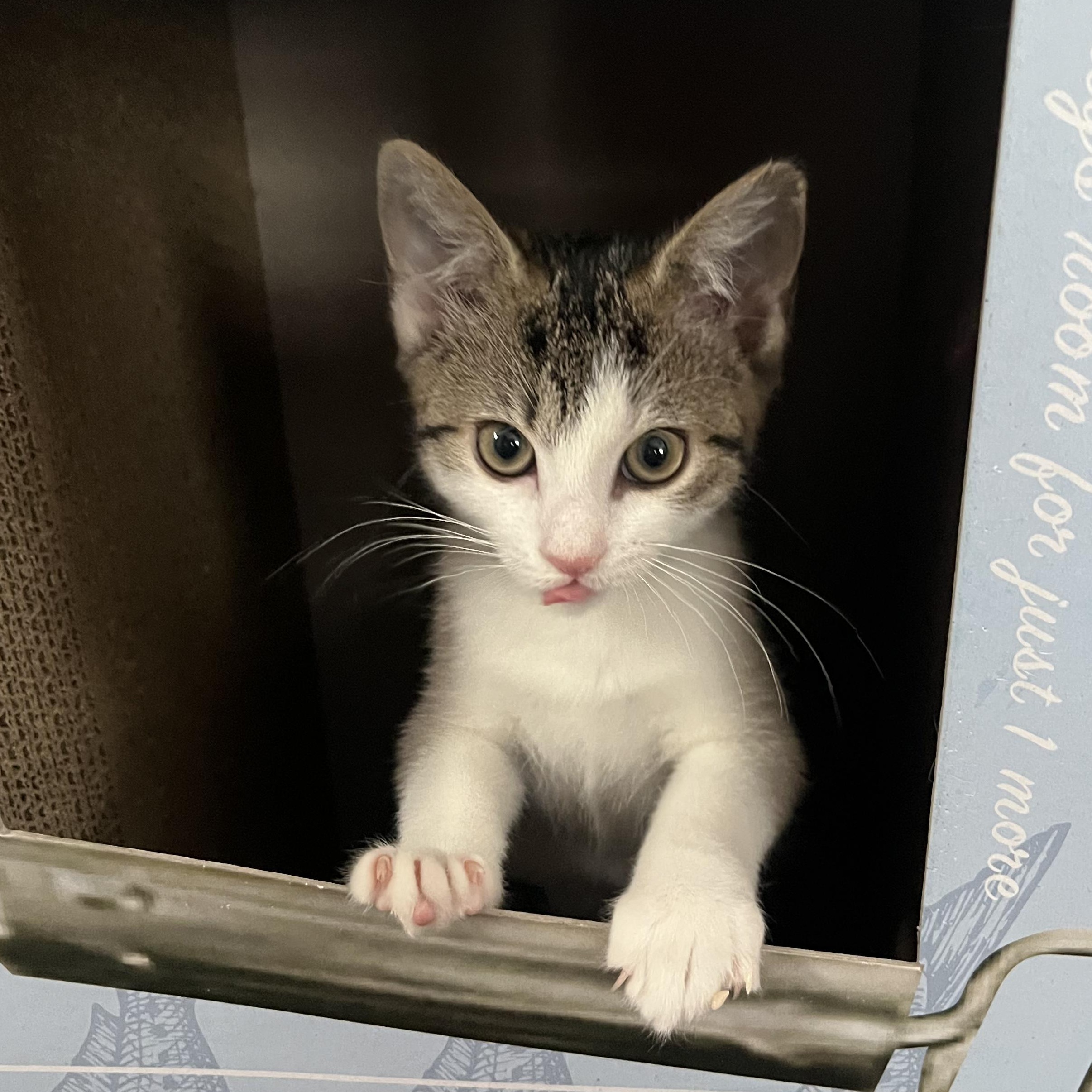 PENNY, an adopted Domestic Short Hair in East Greenwich, RI image 2/4