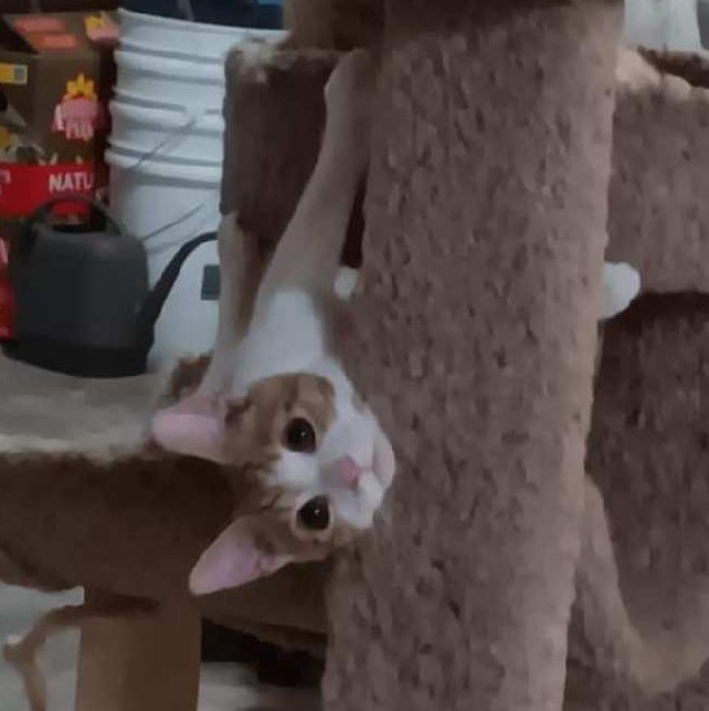 Tang, Adoptable, Young Male Domestic Short Hair.