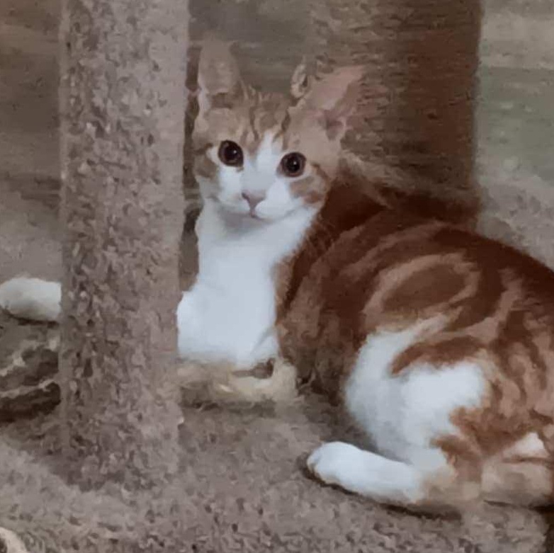 Enlarge Tang, a Adoptable Domestic Short Hair in Union Gap, WA image 2/2