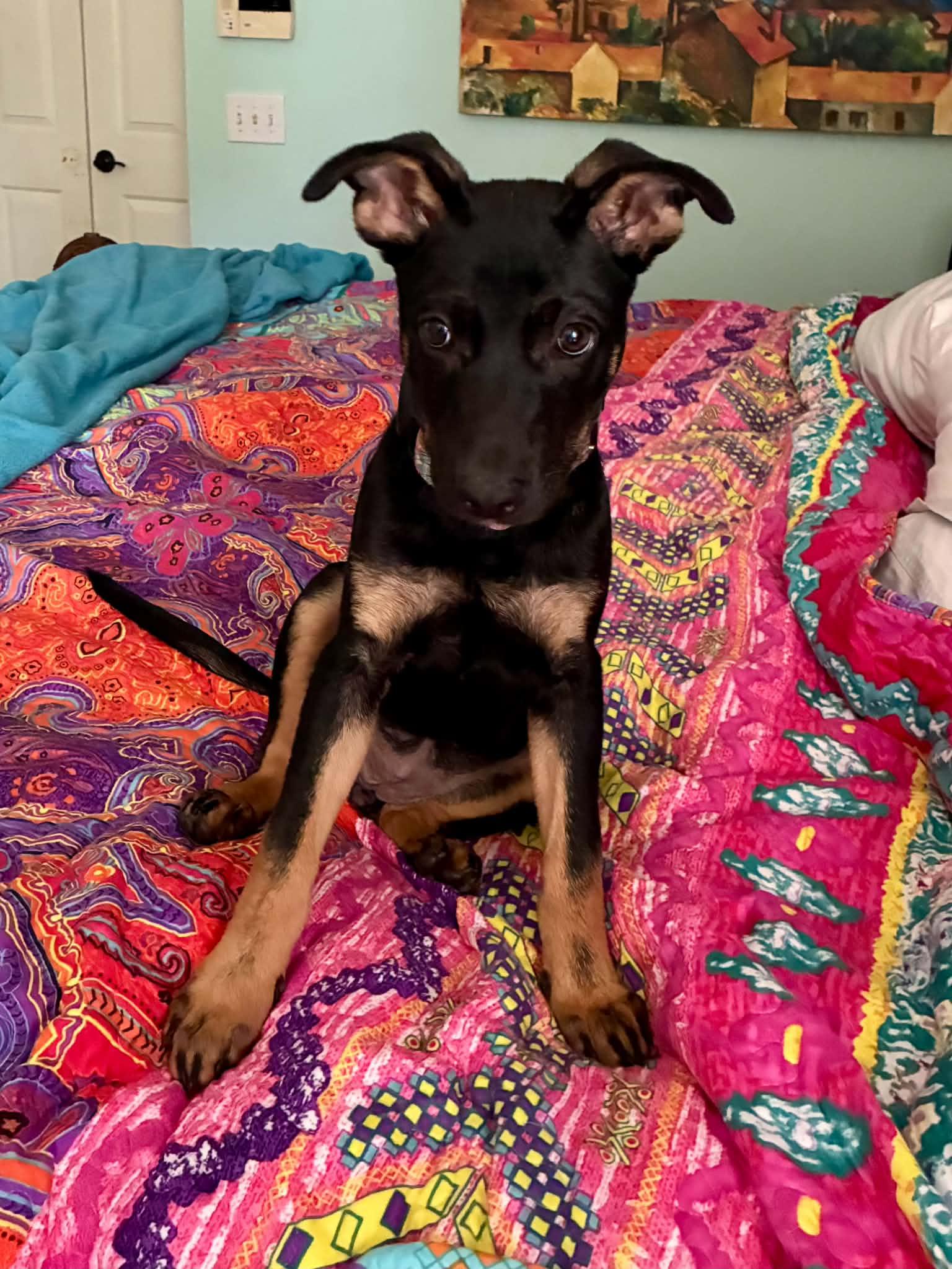 Genesis, a ADOPTABLE mixed breed in Brunswick, ME image 2/2