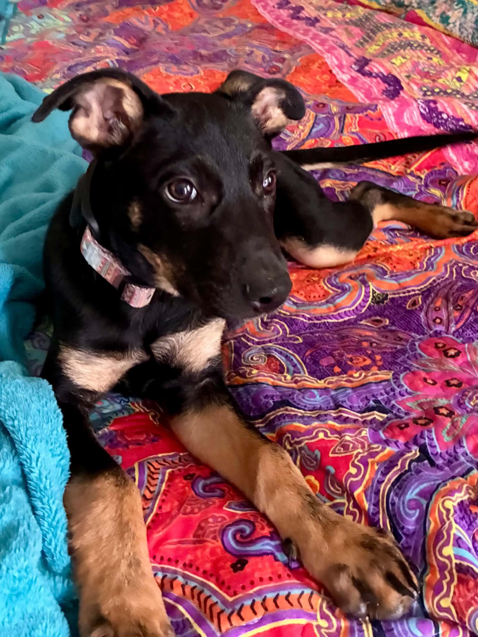 Genesis, ADOPTABLE, Puppy Female Mixed Breed.