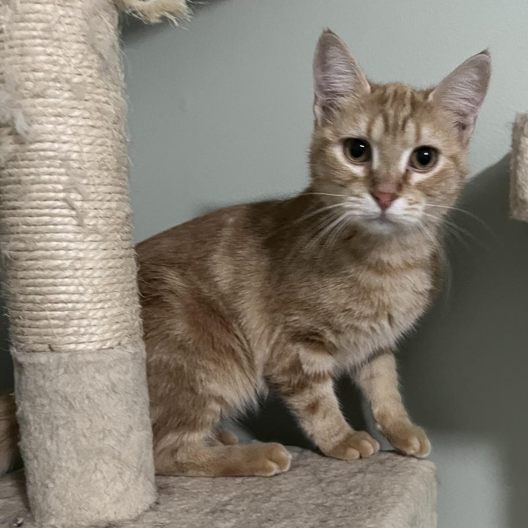 Crush, Adoptable, Young Female Domestic Short Hair.