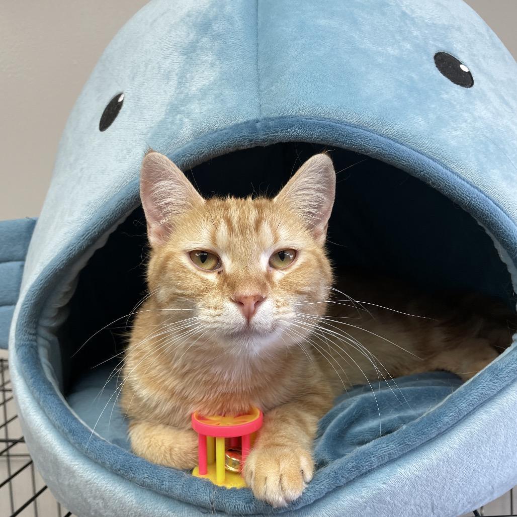 Enlarge Crush, a Adoptable Domestic Short Hair in Bloomington, IL image 1/6