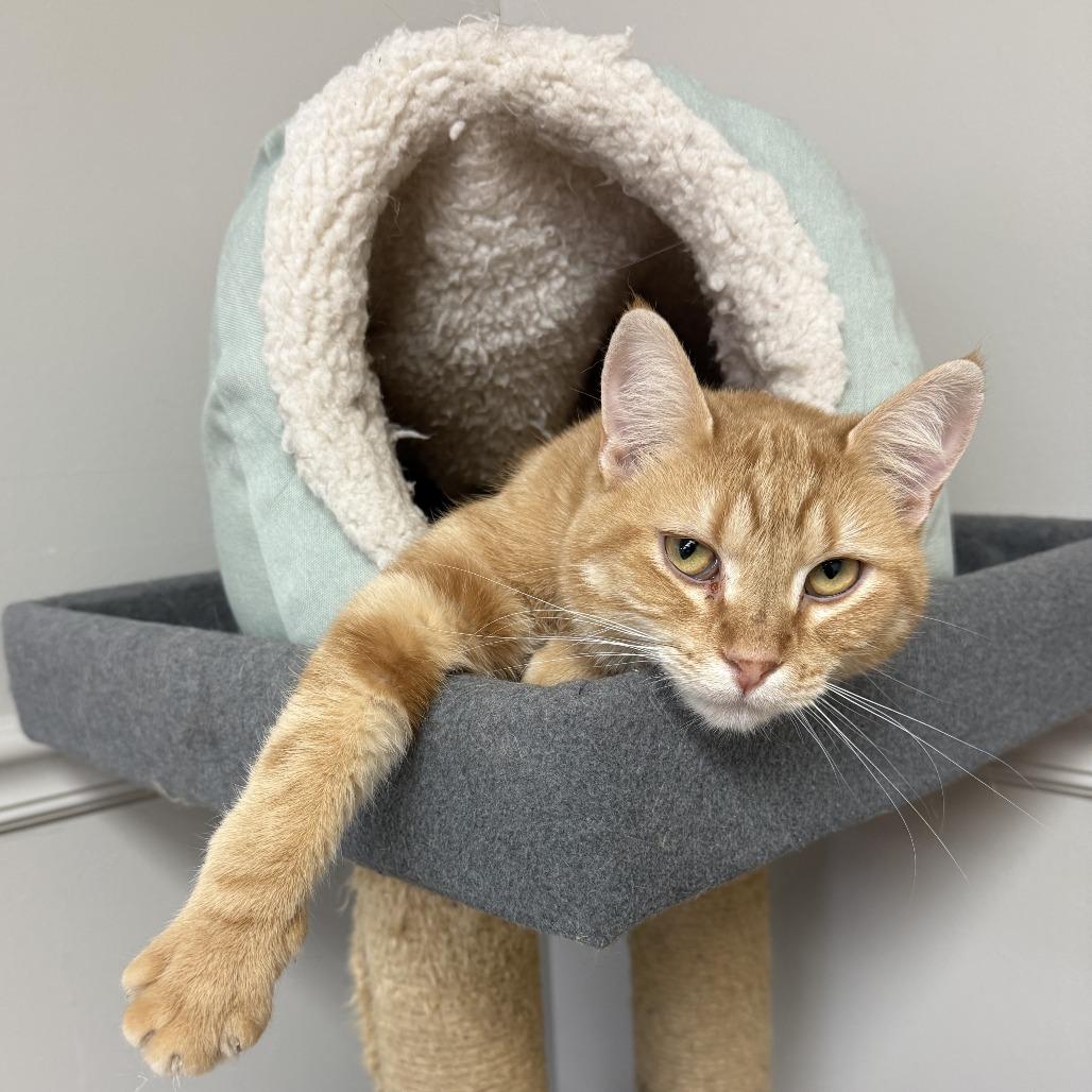 Enlarge Crush, a Adoptable Domestic Short Hair in Bloomington, IL image 2/6