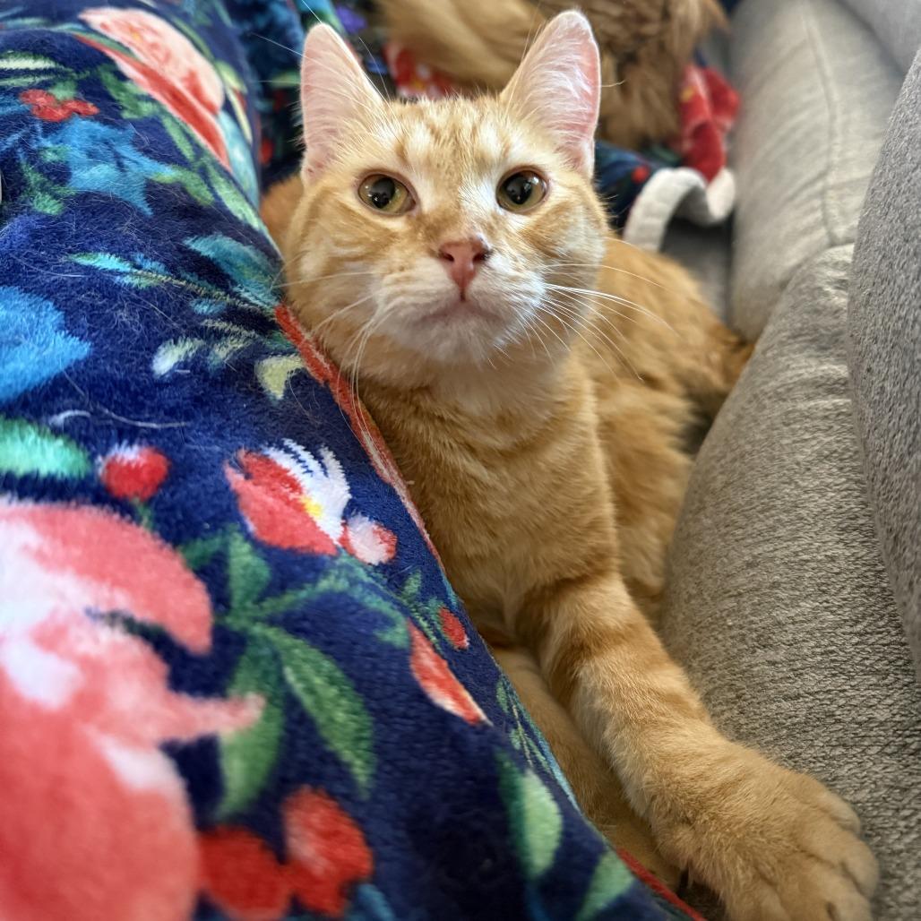 Enlarge Crush, a Adoptable Domestic Short Hair in Bloomington, IL image 3/6