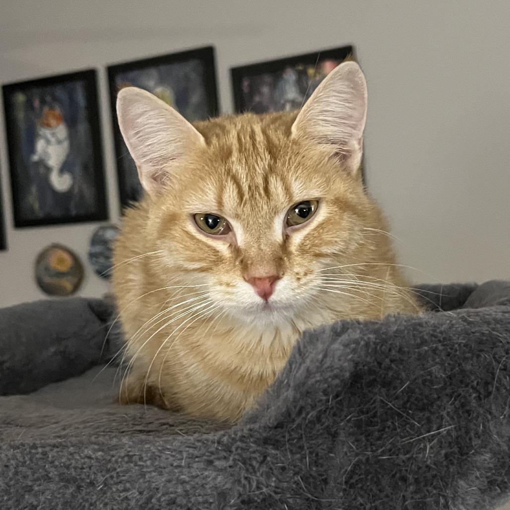 Enlarge Crush, a Adoptable Domestic Short Hair in Bloomington, IL image 4/6