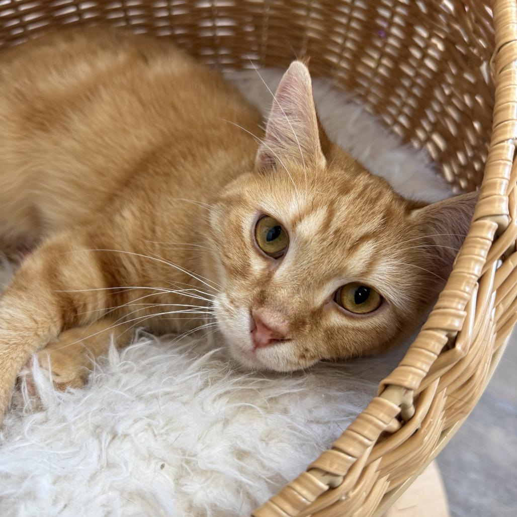 Enlarge Crush, a Adoptable Domestic Short Hair in Bloomington, IL image 5/6