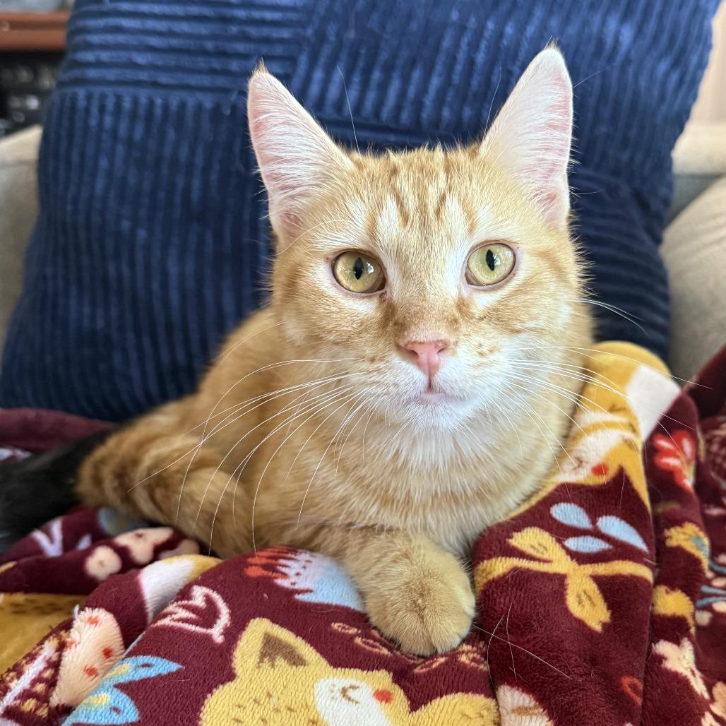 Enlarge Crush, a Adoptable Domestic Short Hair in Bloomington, IL image 6/6