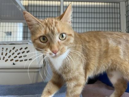 Pumpkin Pie, Adoptable, Young Female Domestic Short Hair & Domestic Short Hair.