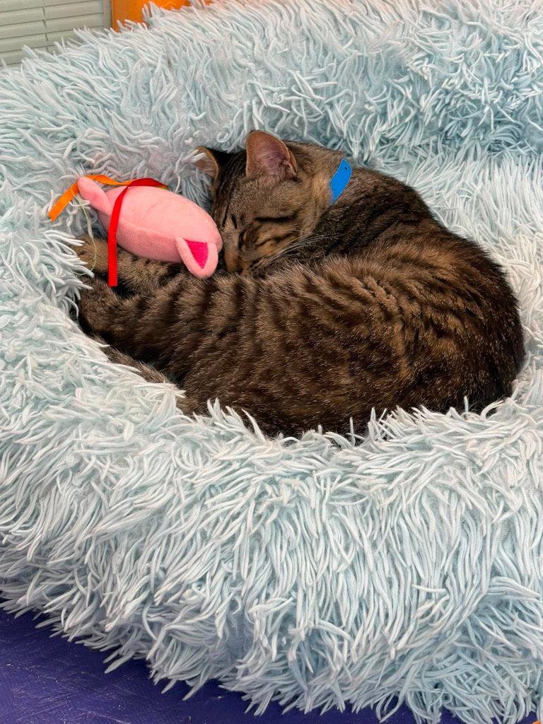 Peck, Adoptable, Young Male Domestic Short Hair.