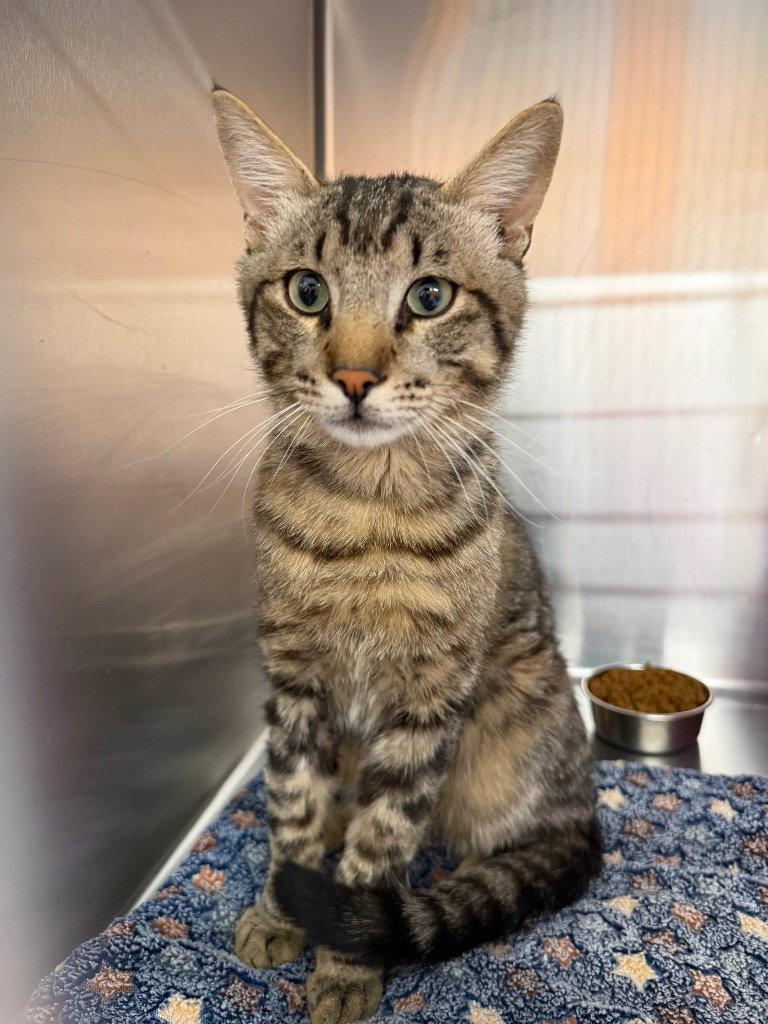 Enlarge Peck, a Adoptable Domestic Short Hair in Saint George, UT image 2/3
