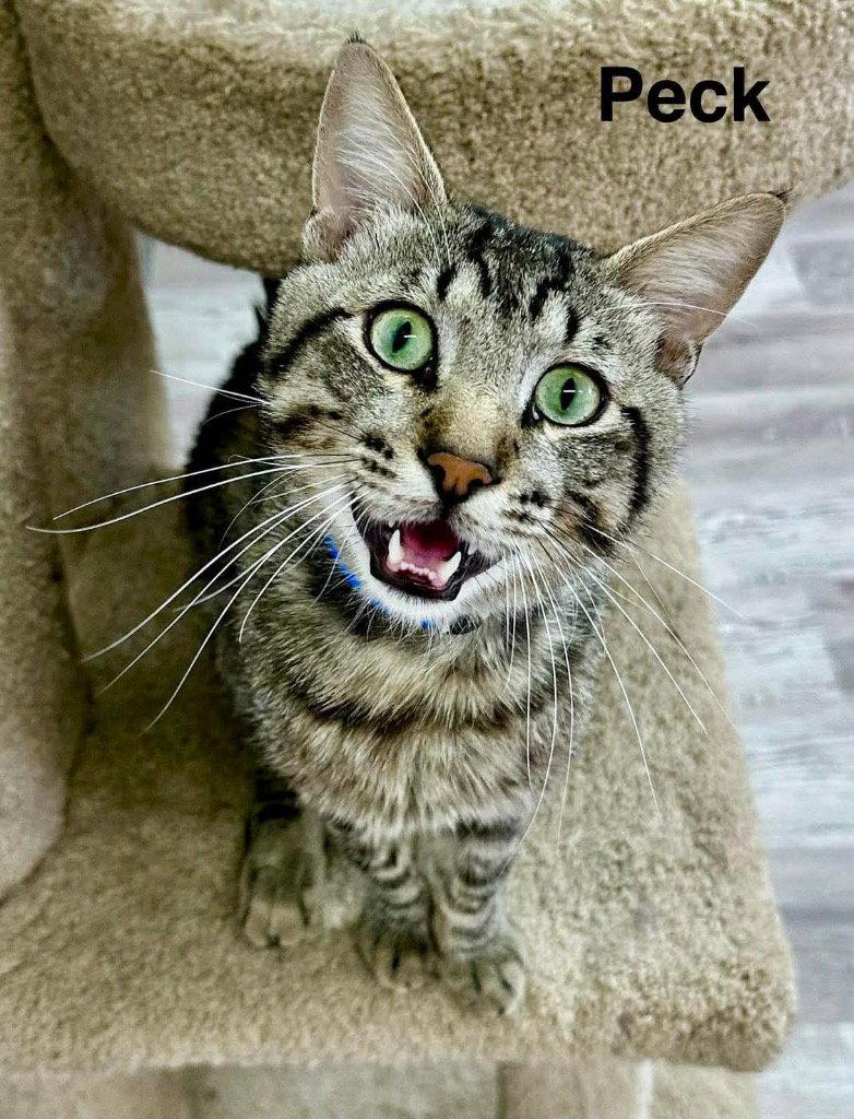 Enlarge Peck, a Adoptable Domestic Short Hair in Saint George, UT image 3/3