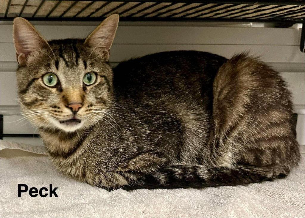Enlarge Peck, a Adoptable Domestic Short Hair in Saint George, UT image 2/3