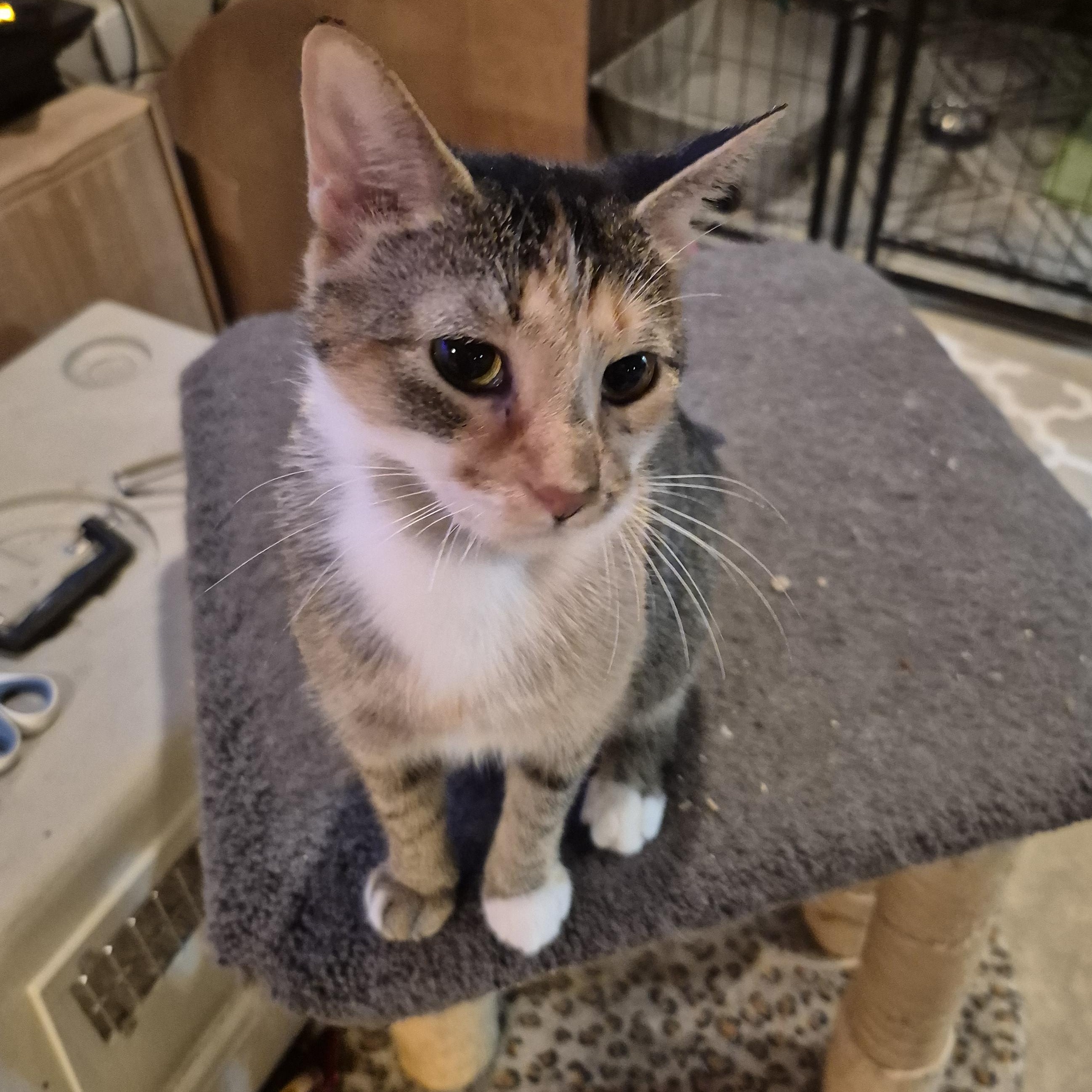 Enlarge Priscilla , a ADOPTABLE Domestic Short Hair in Royal Oak, MI image 2/6