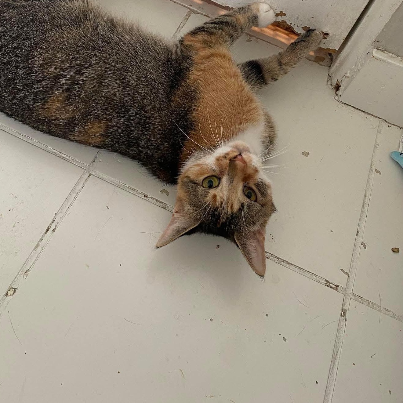 Enlarge Priscilla , a ADOPTABLE Domestic Short Hair in Royal Oak, MI image 3/6